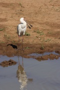 african_spoonbill (2)